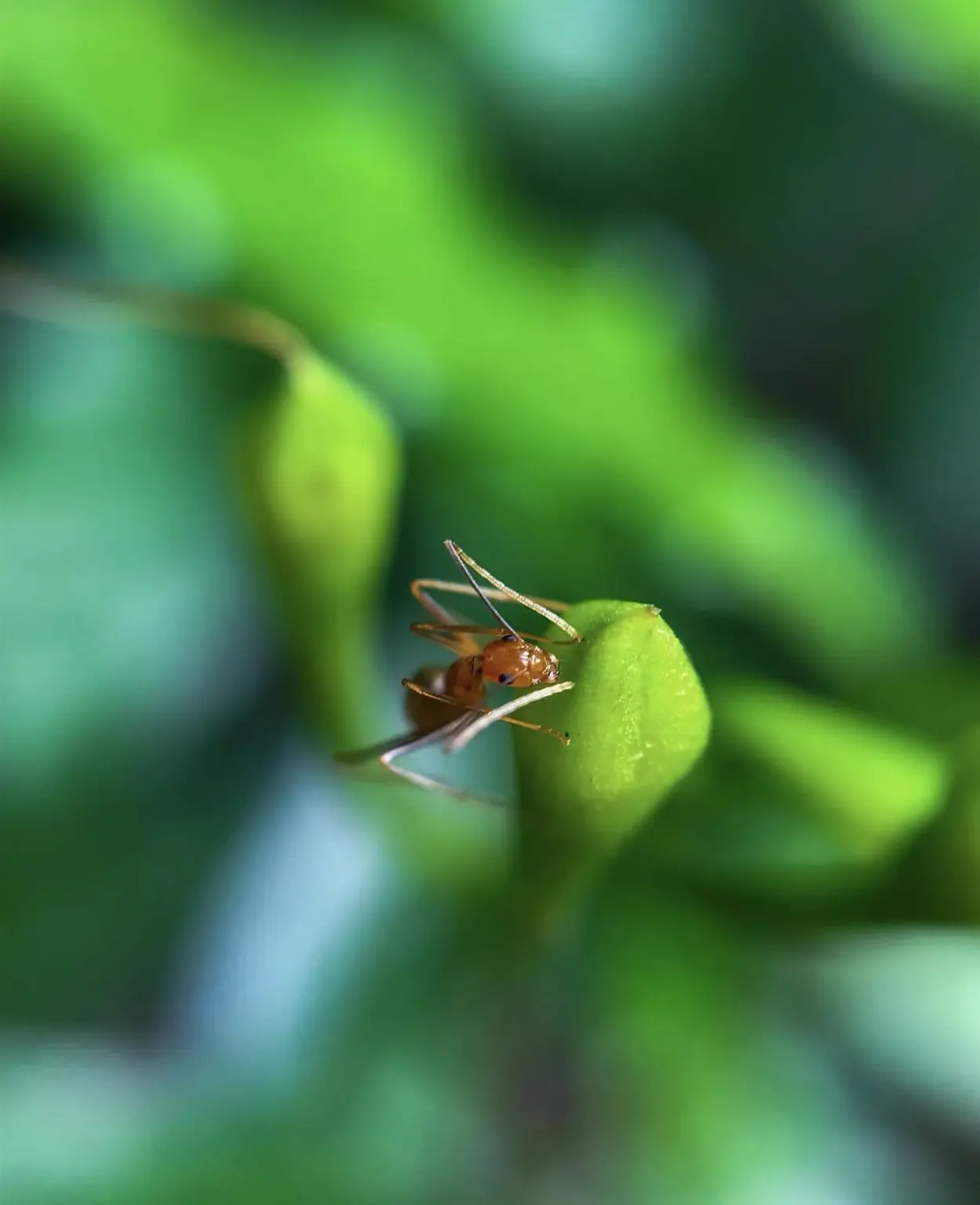 Creative macro photography