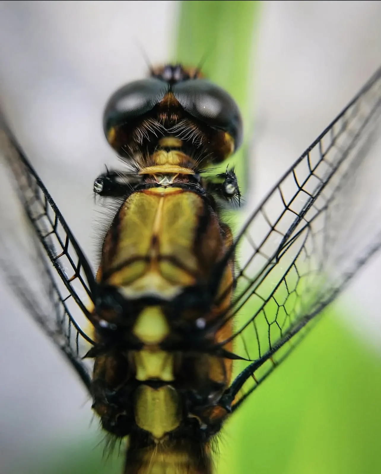 Macro commercial photography